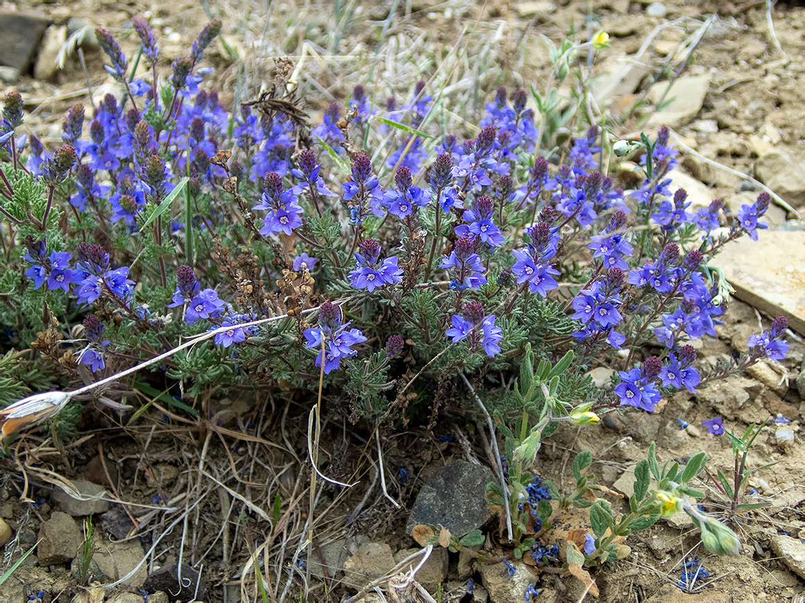 Image of Veronica capsellicarpa specimen.