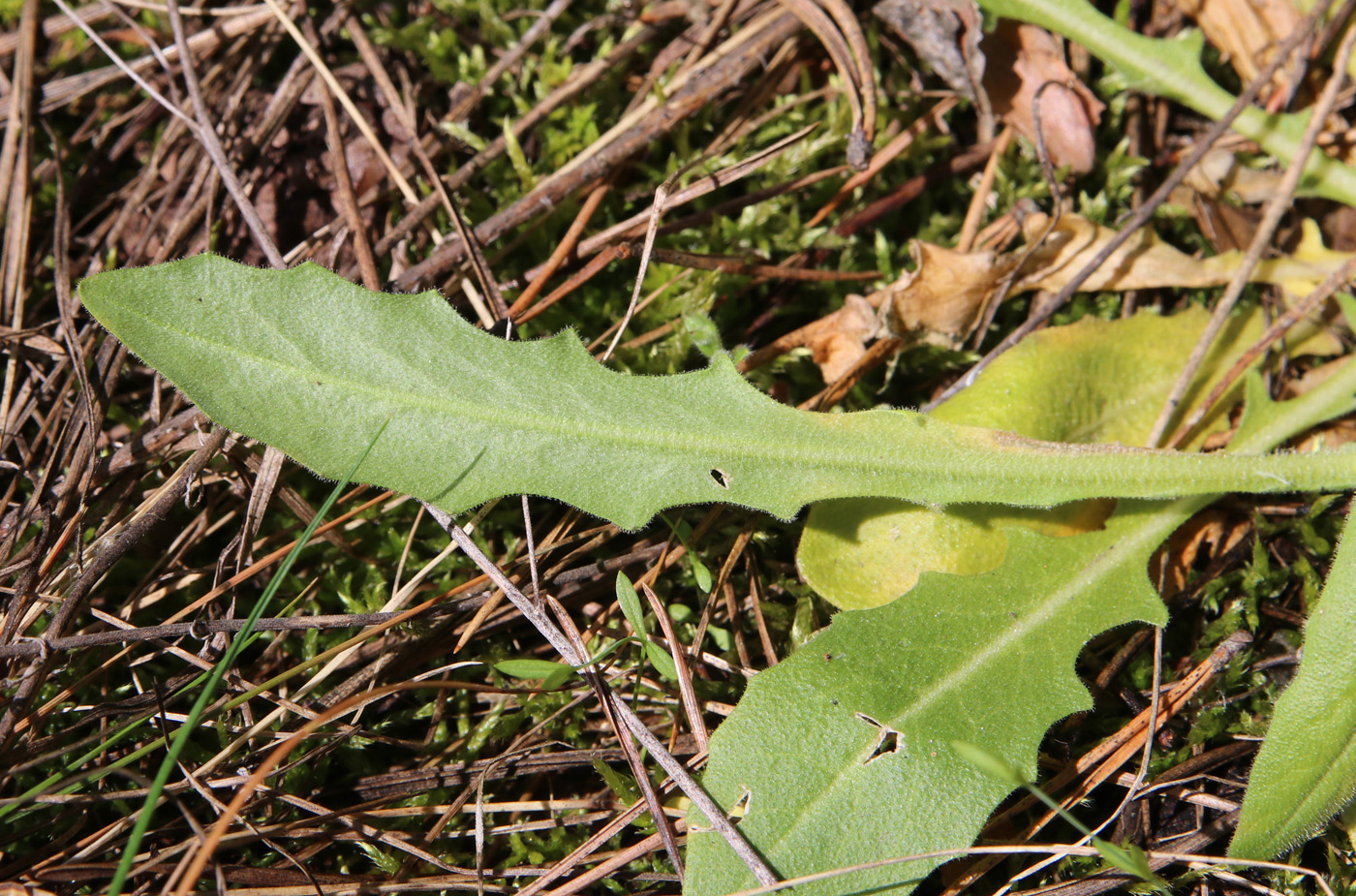 Image of Turritis glabra specimen.