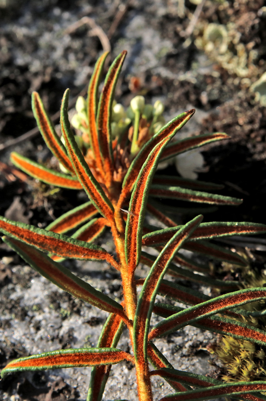 Изображение особи Ledum palustre.