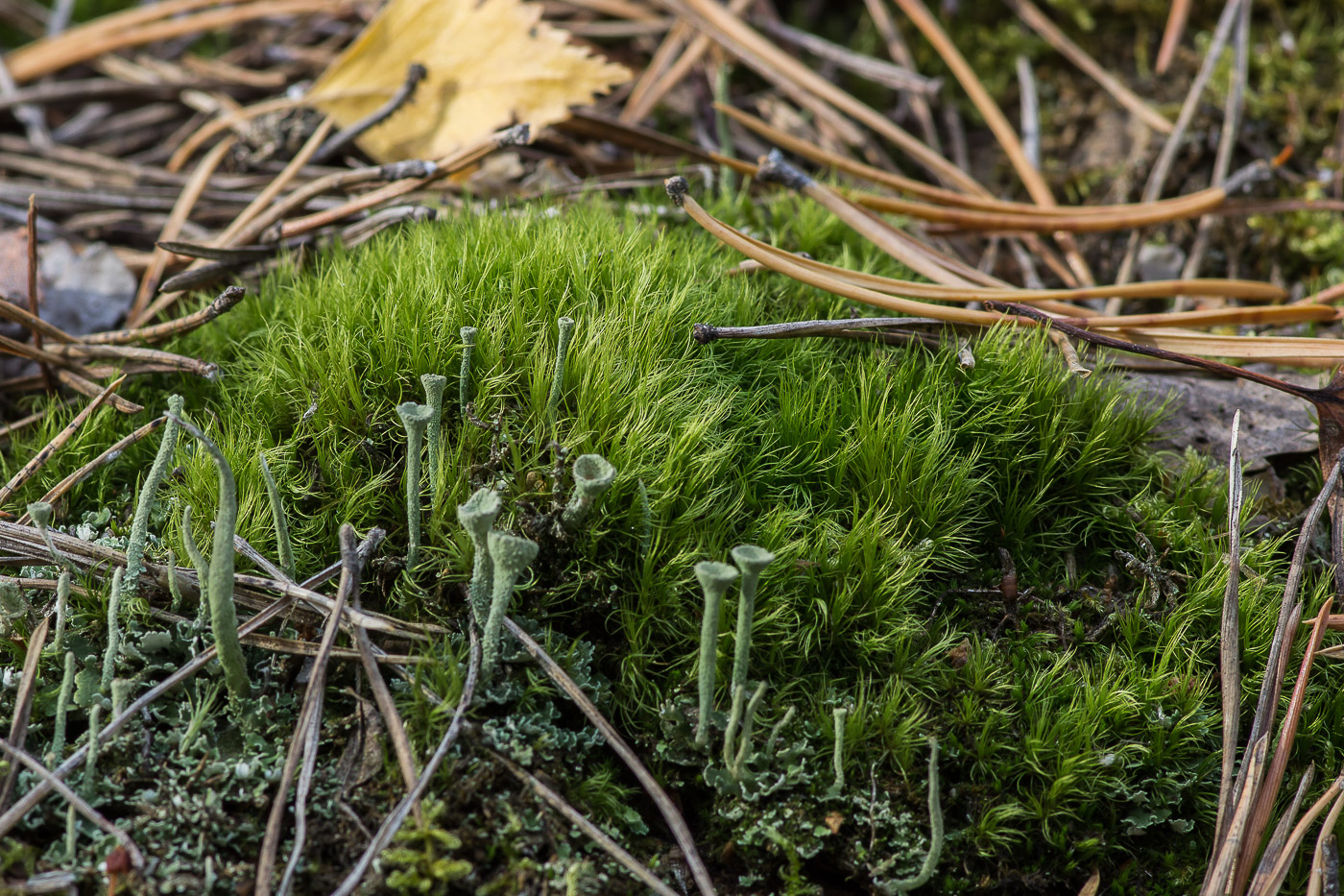 Image of Paraleucobryum longifolium specimen.