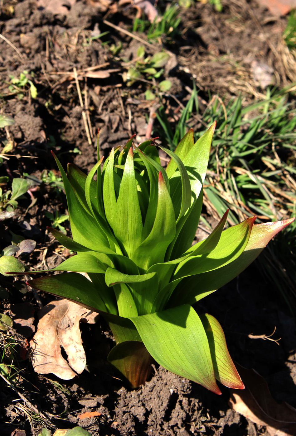 Image of Fritillaria imperialis specimen.