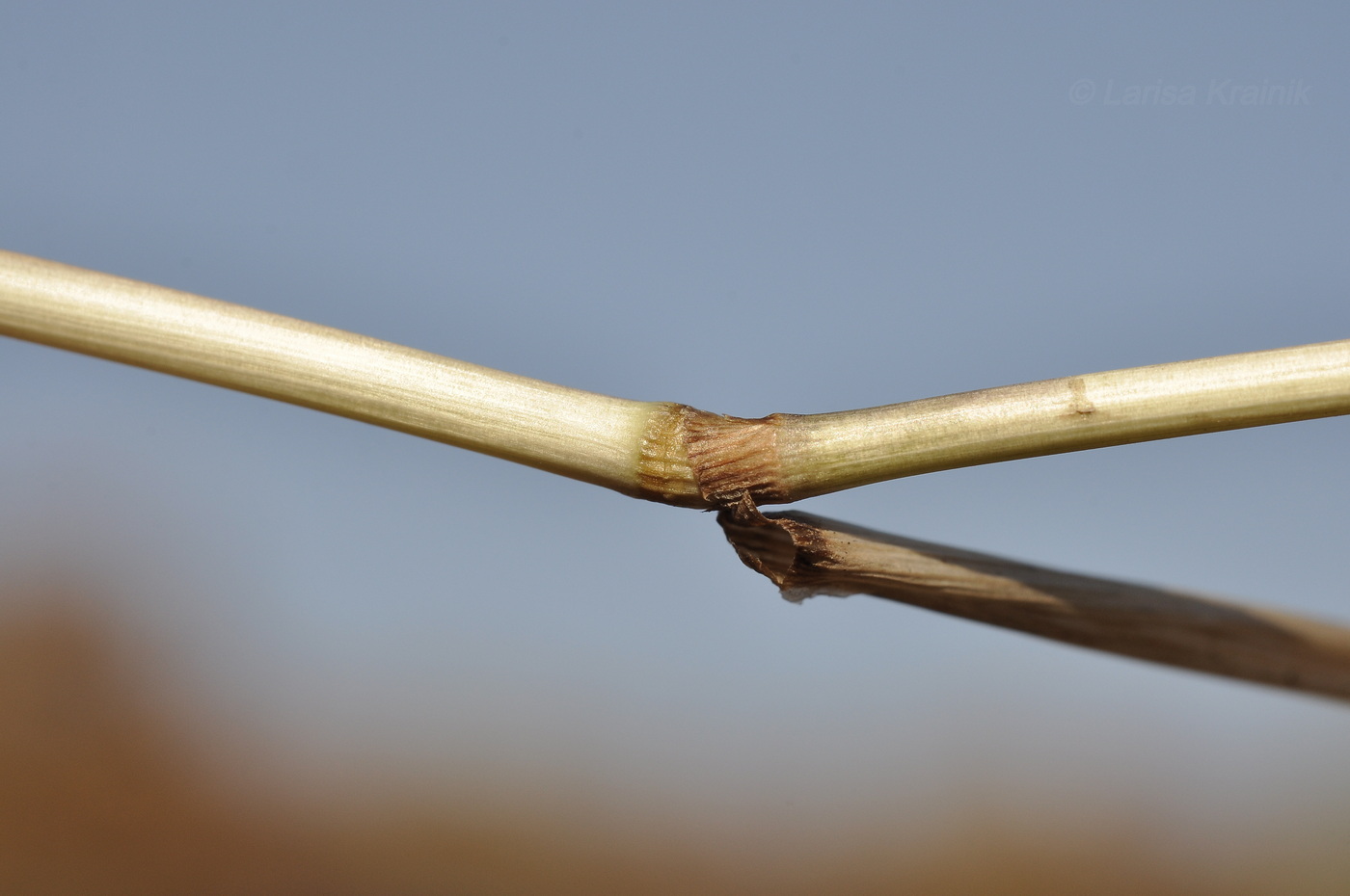 Изображение особи семейство Poaceae.