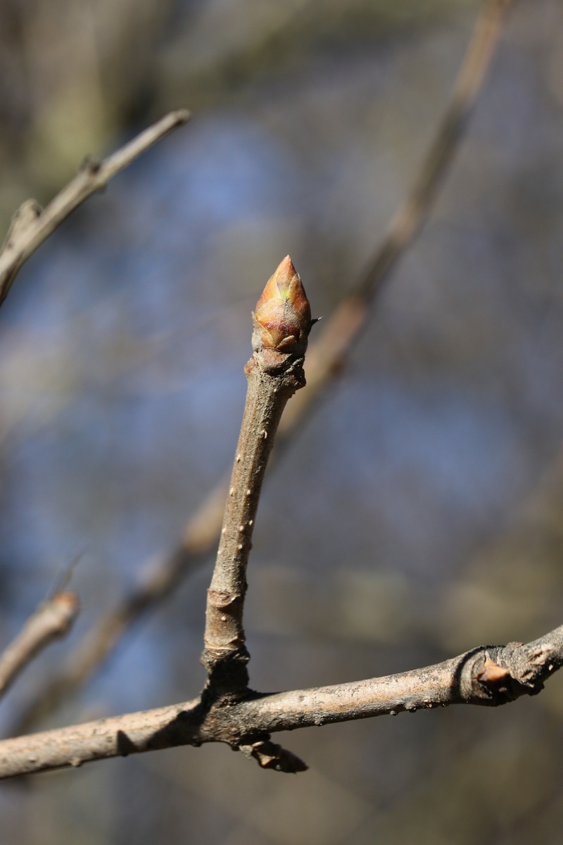 Image of Syringa × henryi specimen.