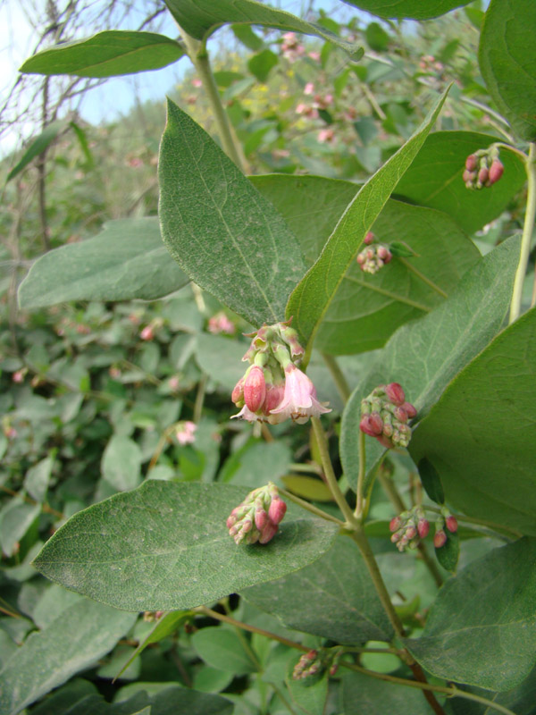 Изображение особи Symphoricarpos albus var. laevigatus.