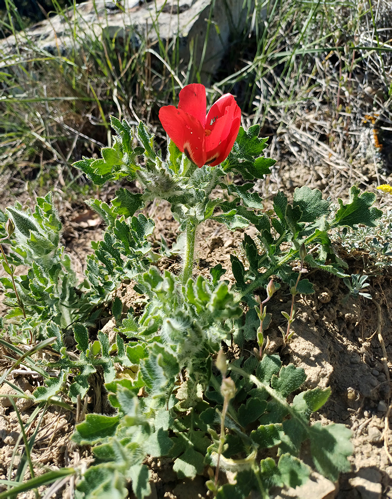 Изображение особи Glaucium corniculatum.