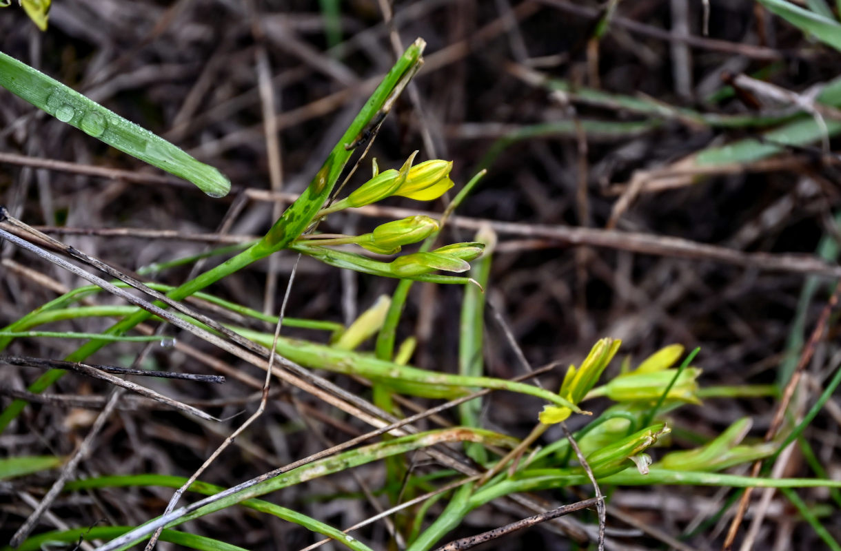 Image of genus Gagea specimen.