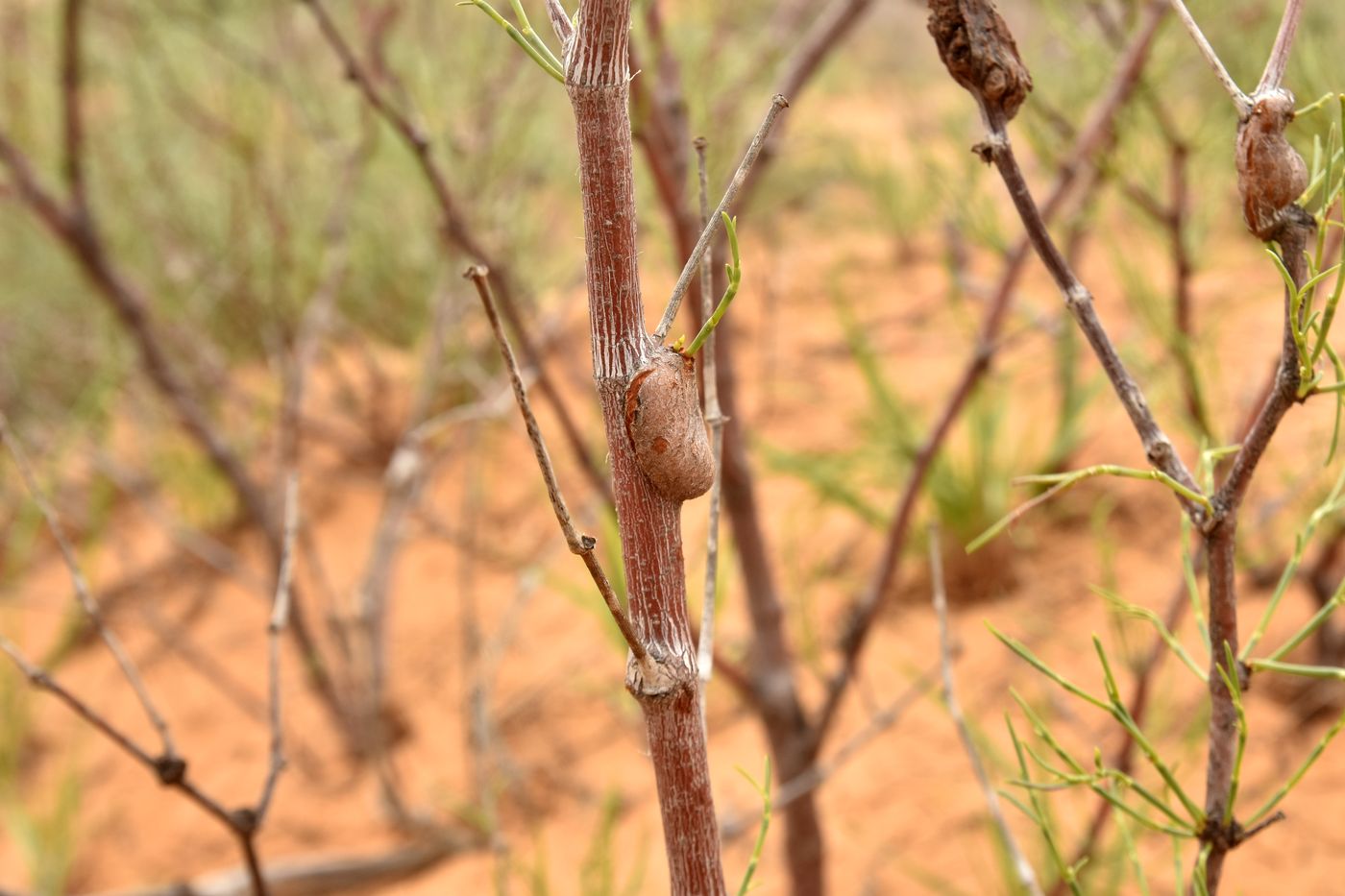 Изображение особи Calligonum aphyllum.