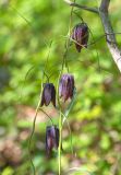 Fritillaria ussuriensis. Верхушка побега с цветками. Приморский край, хр. Богатая грива (Океанский), широколиственный лес. 12.05.2026.
