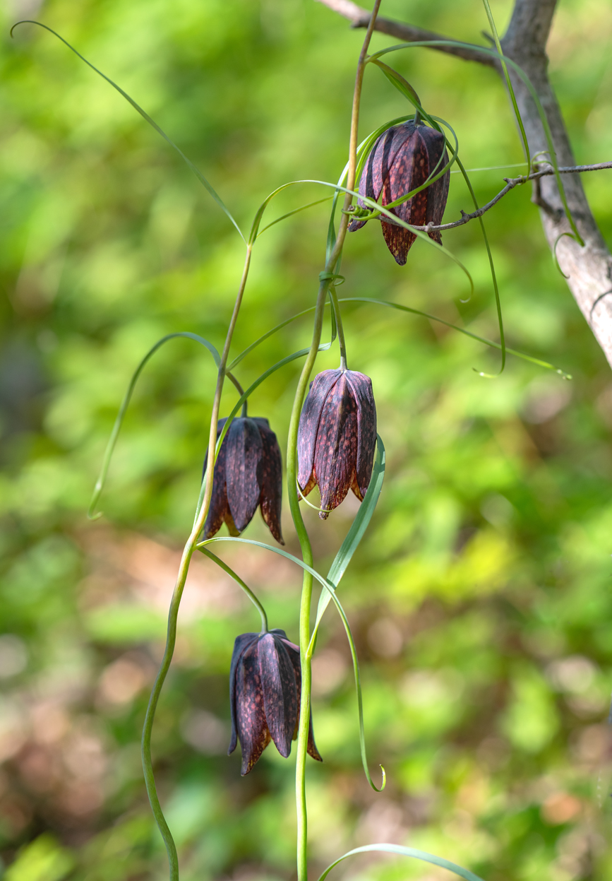 Image of Fritillaria ussuriensis specimen.