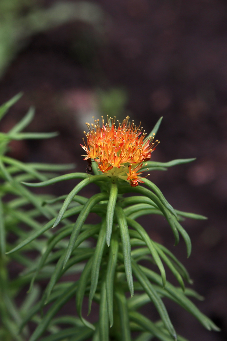 Изображение особи Rhodiola linearifolia.