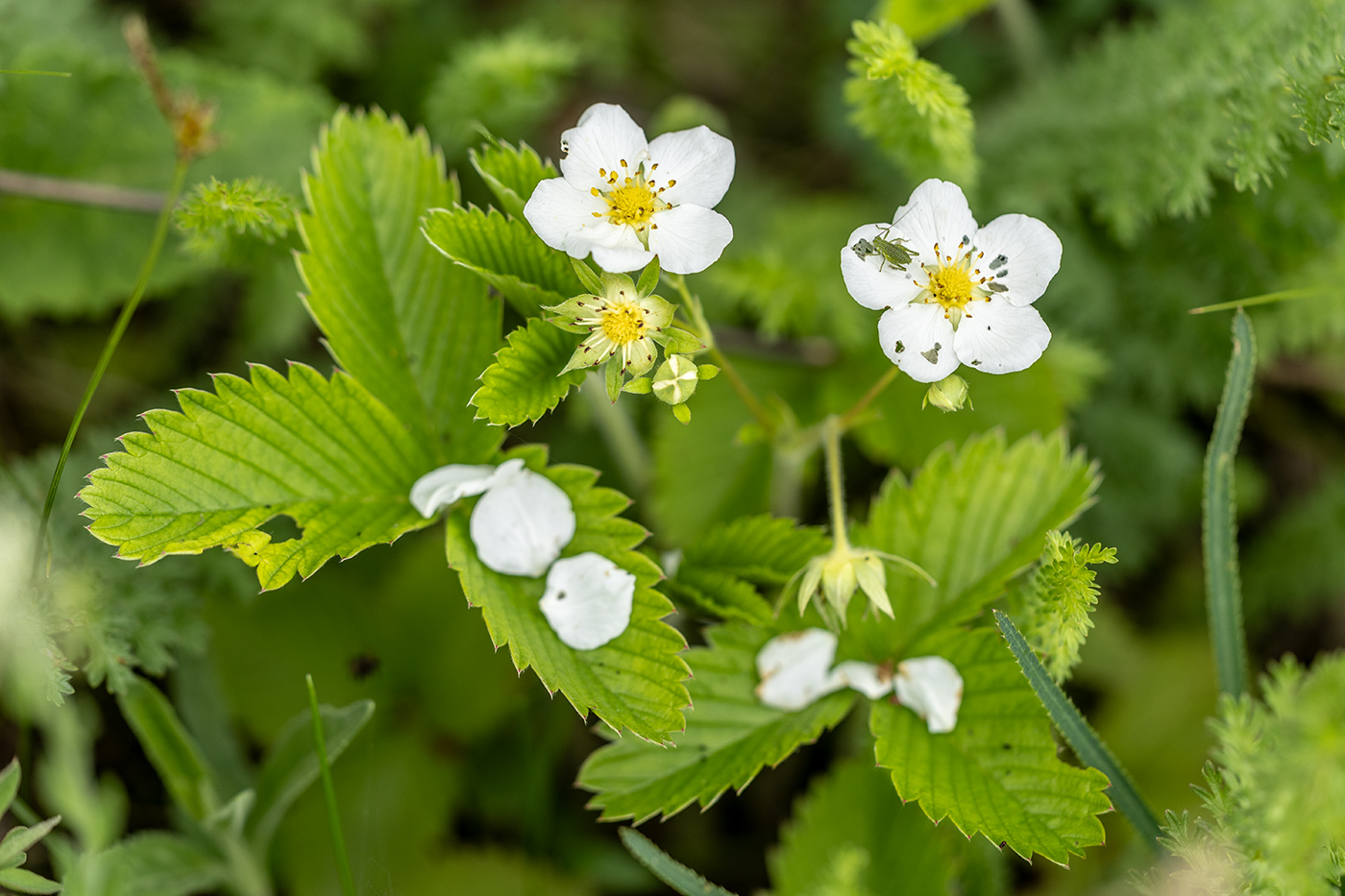 Изображение особи Fragaria viridis.