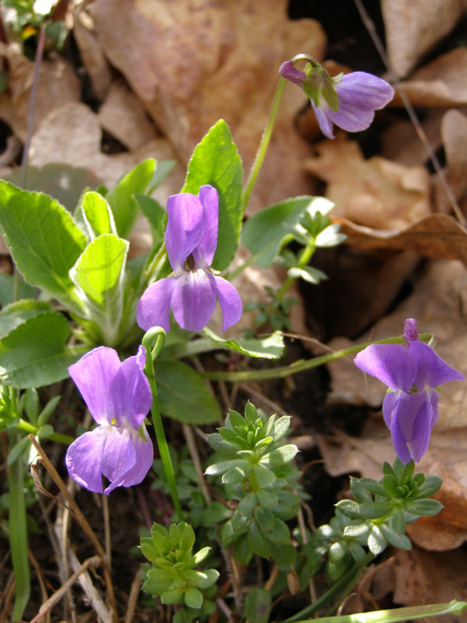 Image of Viola hirta specimen.