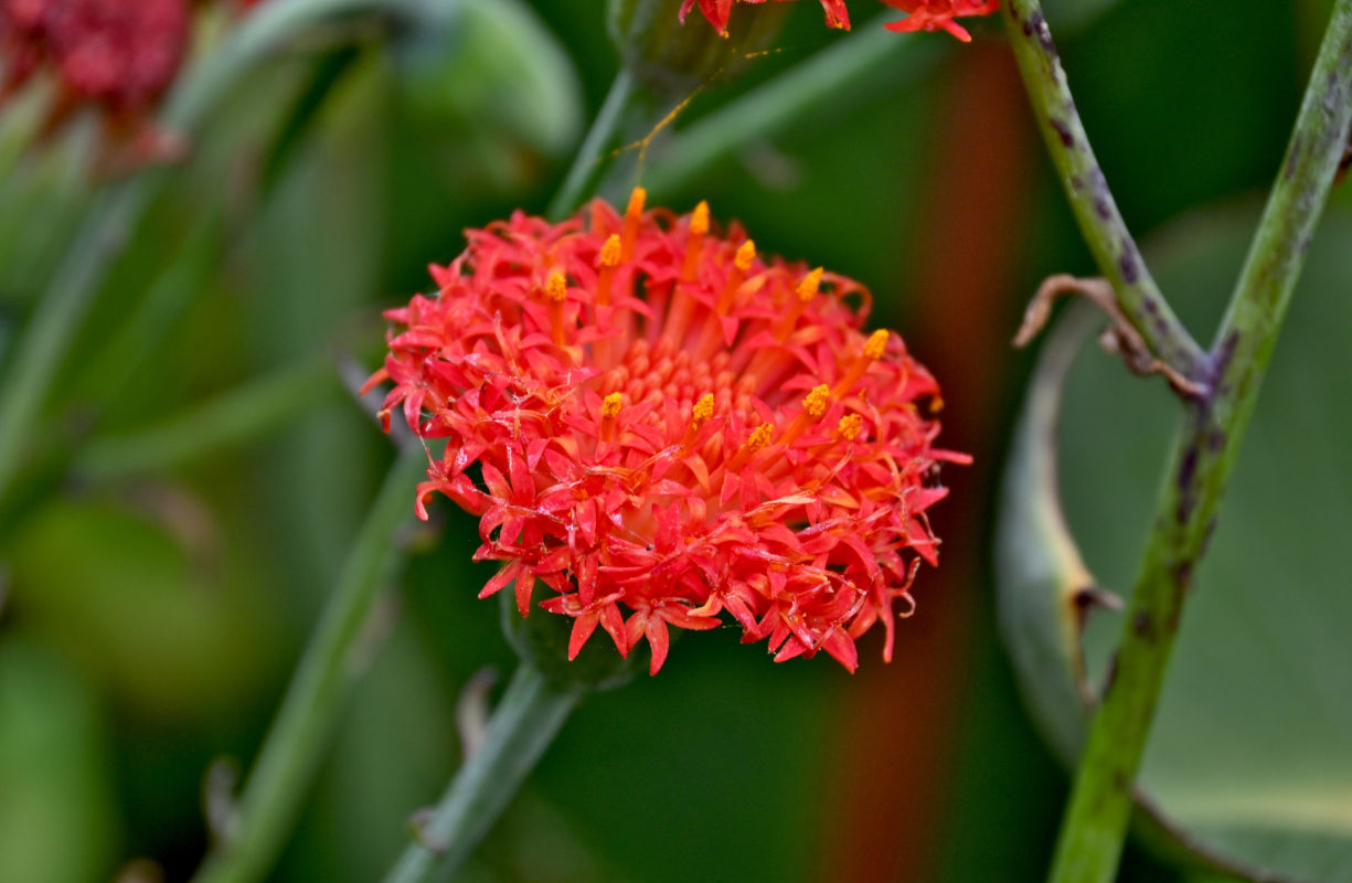 Image of Kleinia abyssinica specimen.