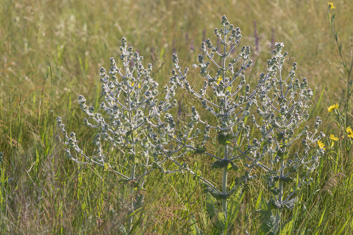 Image of Salvia aethiopis specimen.
