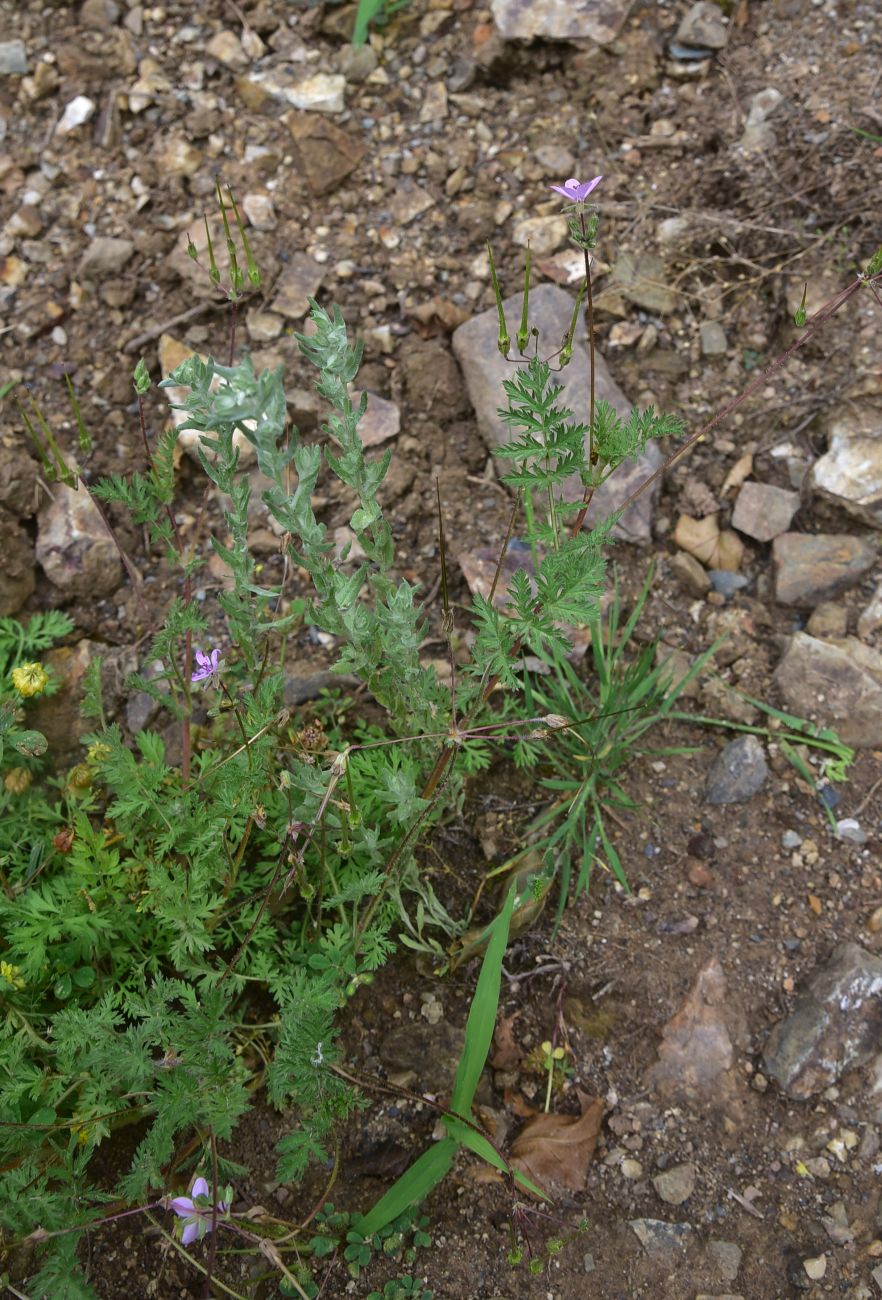 Image of Erodium cicutarium specimen.