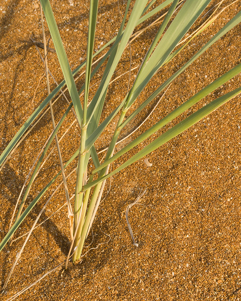 Image of Leymus racemosus specimen.