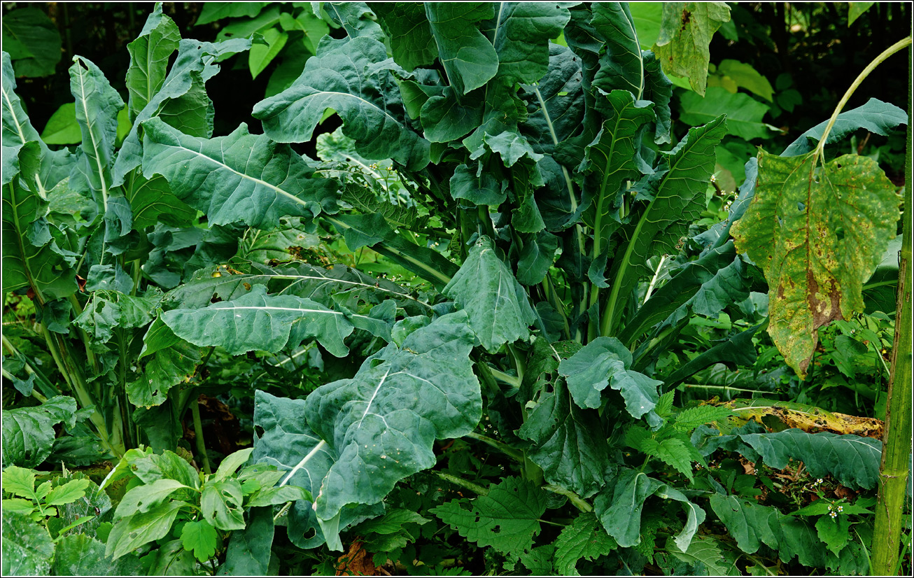 Image of Brassica oleracea specimen.