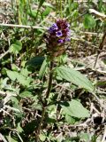genus Prunella