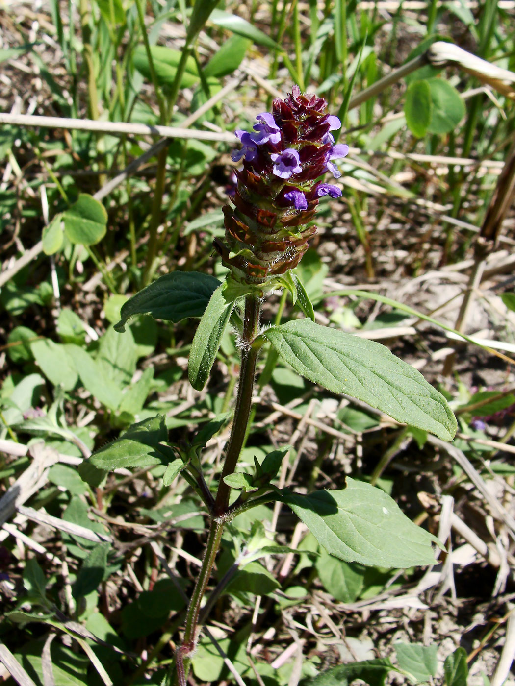 Image of genus Prunella specimen.