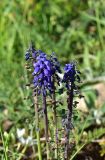 genus Muscari. Верхушка цветущего растения. Турция, ил Артвин, р-н Юсуфели, окр. дер. Дамлаташ, выс. 1912 м н.у.м., луг. 13 июня 2026 г.
