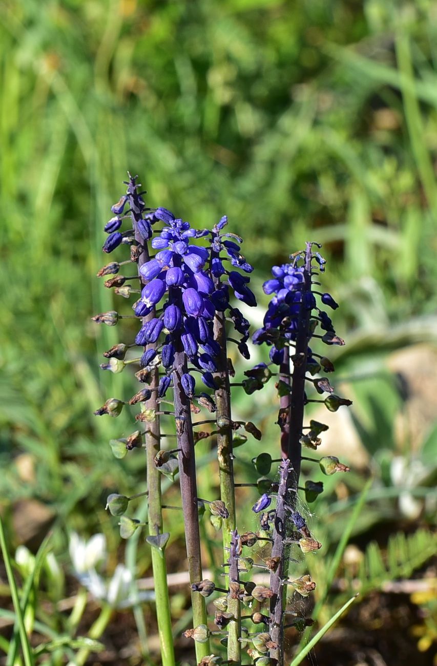 Image of genus Muscari specimen.