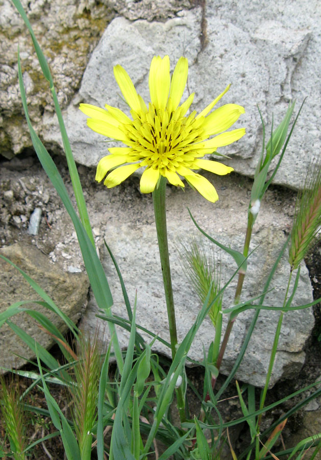 Изображение особи Tragopogon dubius.