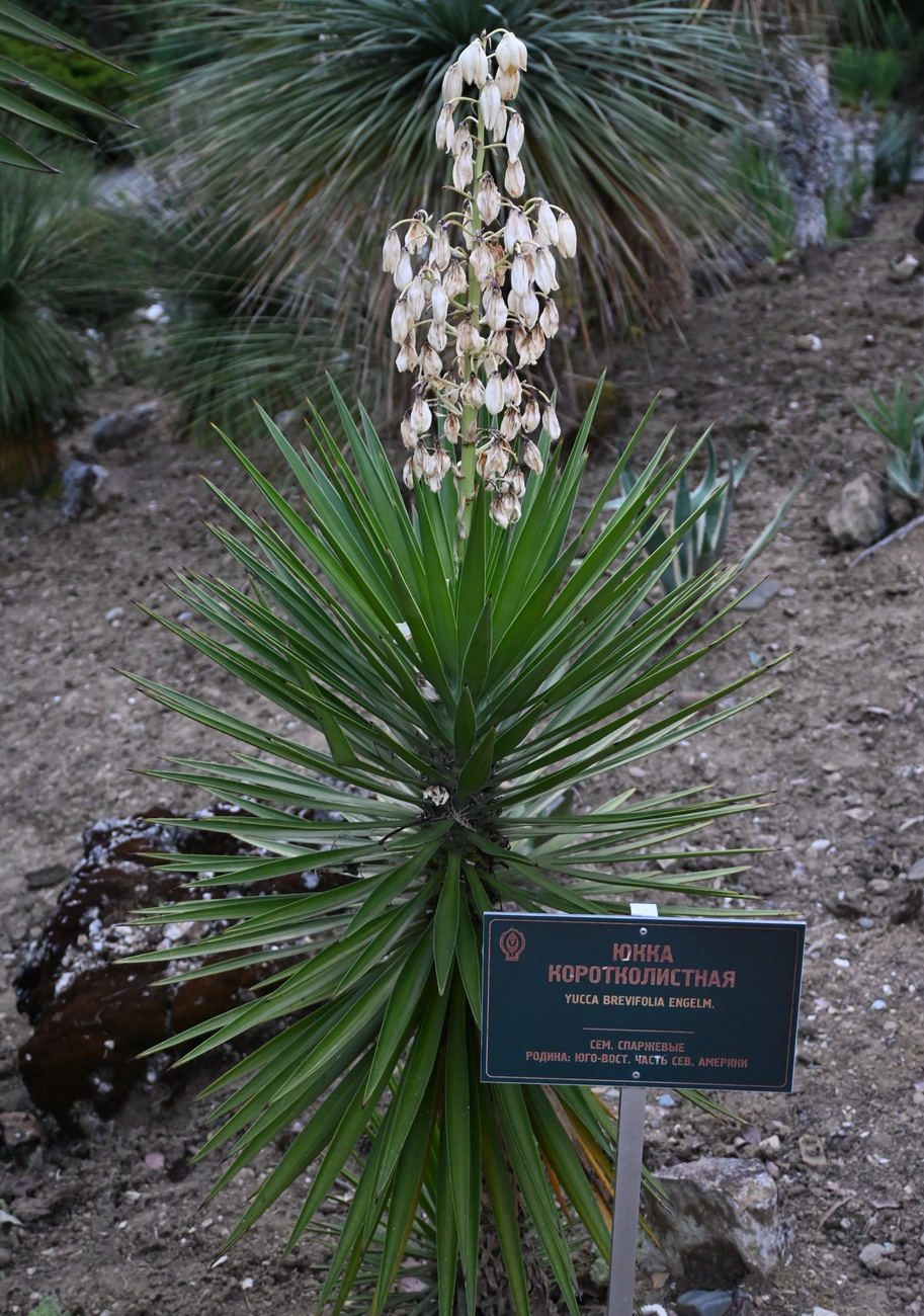Image of Yucca brevifolia specimen.