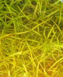 Callitriche cophocarpa