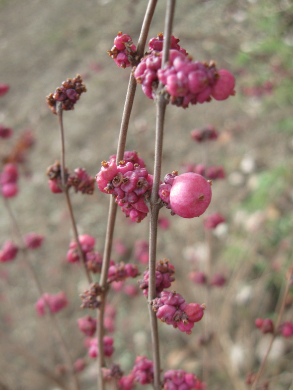 Image of Symphoricarpos orbiculatus specimen.