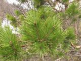 Pinus sylvestris subspecies hamata. Ветвь. Адыгея, р-н Азишского пер., выс. 1500 н.у.м. 12.05.2011.