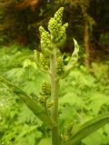 Veratrum lobelianum. Верхушка побега с нераспустившимся соцветием. Кемеровская обл., Кемеровский р-н, окр. дер. Тебеньковка. 07.06.2011.