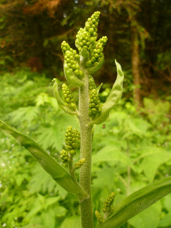 Image of Veratrum lobelianum specimen.