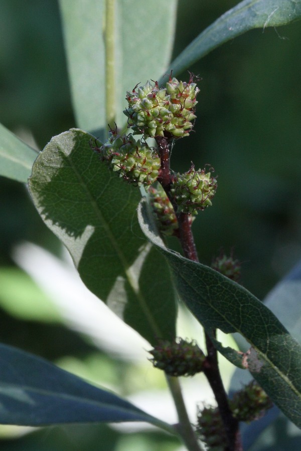 Image of Myrica gale specimen.
