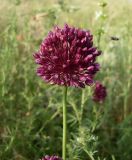 Allium rotundum. Соцветие. Ростовская обл., Персиановская степь. окр. станицы Красюковская. 8 июня 2011 г.