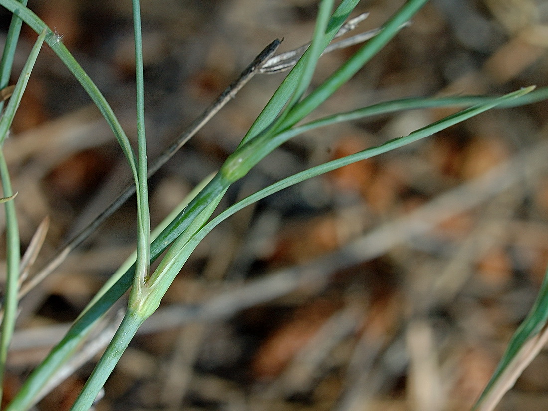 Image of Dianthus marschallii specimen.