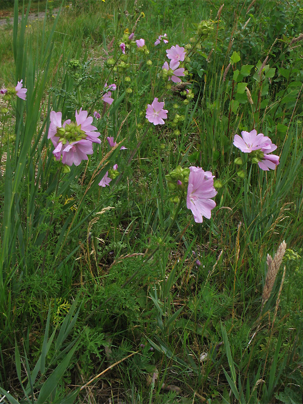 Изображение особи Malva moschata.