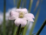 Epilobium palustre