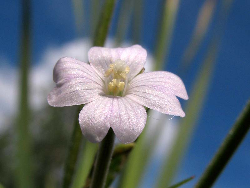 Image of Epilobium palustre specimen.