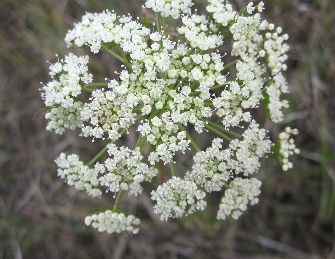 Image of Kadenia dubia specimen.