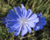 Cichorium intybus. Соцветие. Новосибирская обл., Карасукский р-н, с. Благодатное, обочина дороги. 13.08.2011.