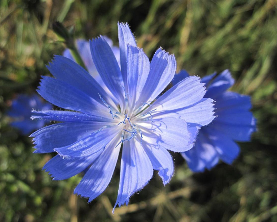 Image of Cichorium intybus specimen.