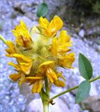 Astragalus schahrudensis. Соцветие. Копетдаг, Чули. Конец мая 2011 г.