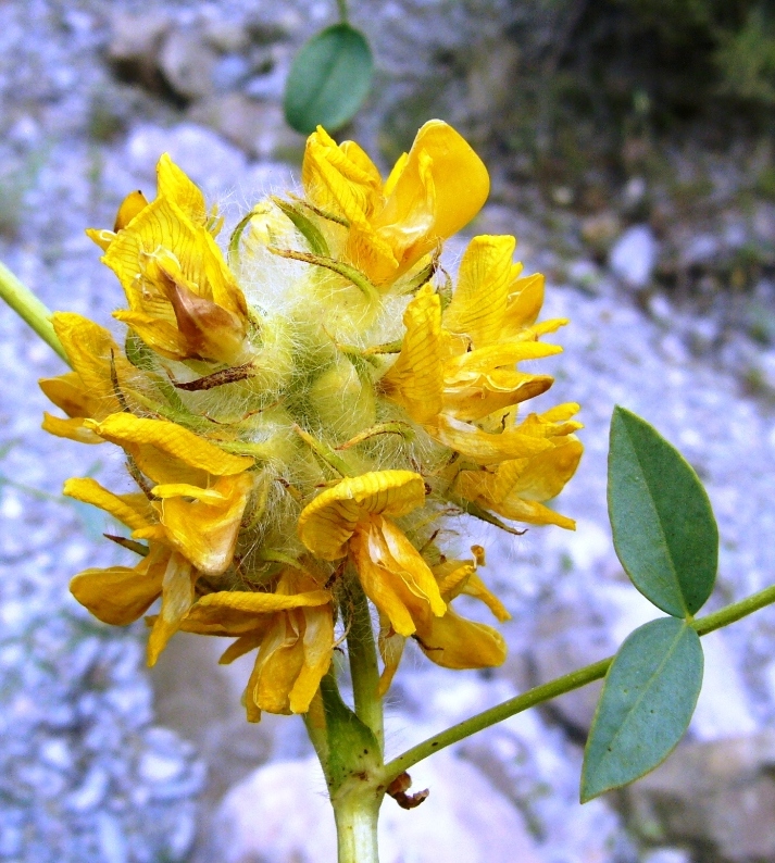 Image of Astragalus schahrudensis specimen.