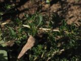 Amaranthus albus. Побег с соцветиями. Москва, сорное (происхождение: Калмыкия). 08.09.2011.