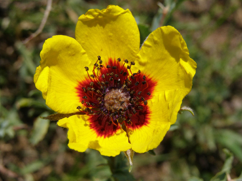 Image of Rosa persica specimen.