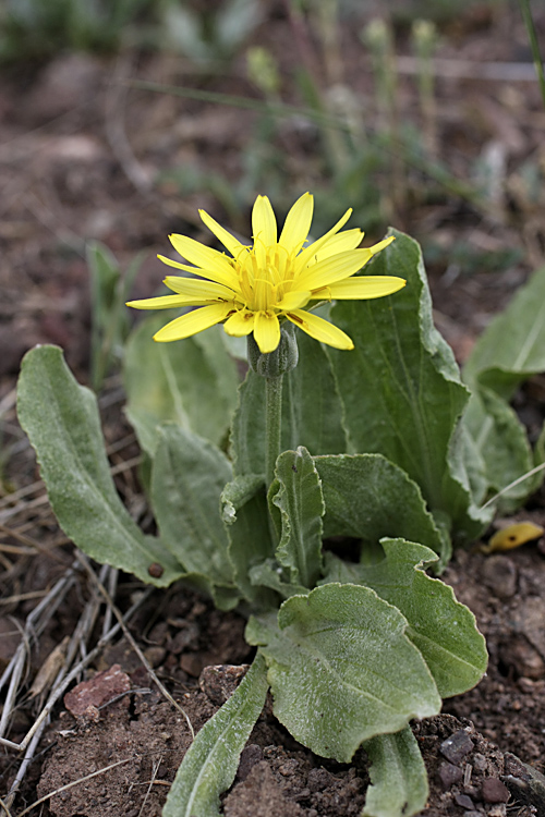 Изображение особи Scorzonera crassifolia.