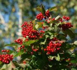 Viburnum opulus. Ветви со зрелыми плодами. Московская обл., Раменский р-н, окр. дер. Хрипань, садовый участок. 18.09.2011.
