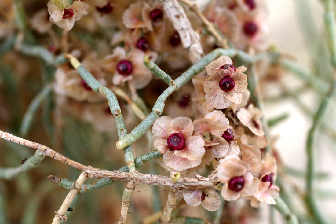 Изображение особи Haloxylon aphyllum.