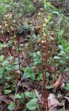 Pyrola chlorantha