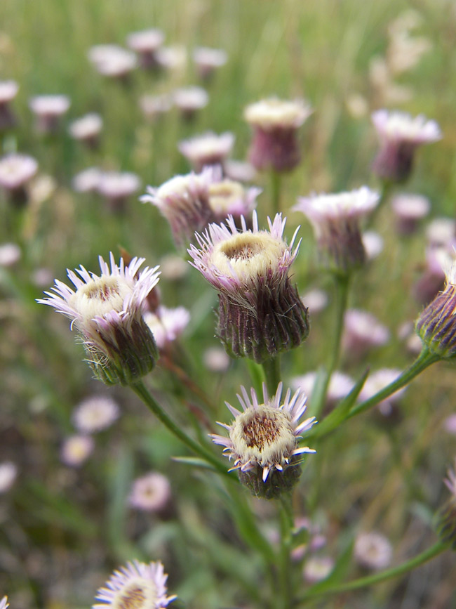 Image of Erigeron acris ssp. botschantzevii specimen.